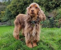 Bramble